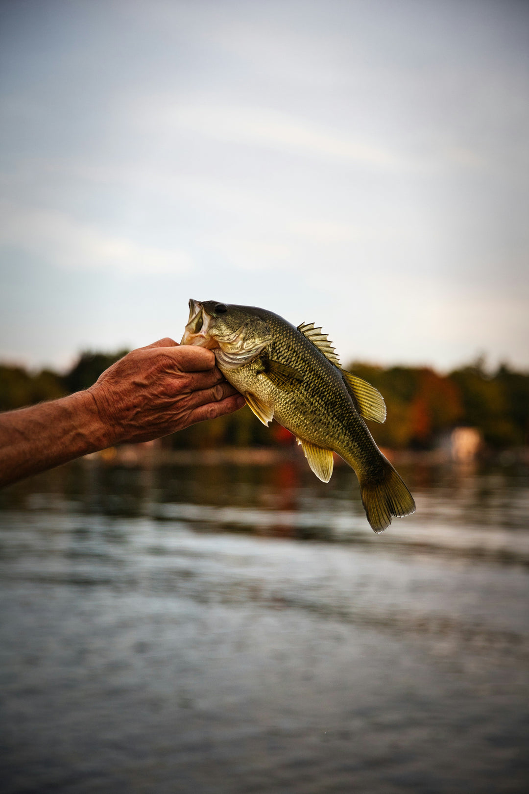 Fall Fishing Guide: Best Tips, Lures, and Spots for Success