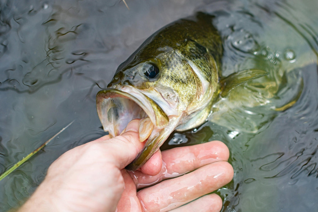 The Best Bass Fishing Lures for Spring: Gear Up for Your Next Adventure - Reel Time Fishing Supply™