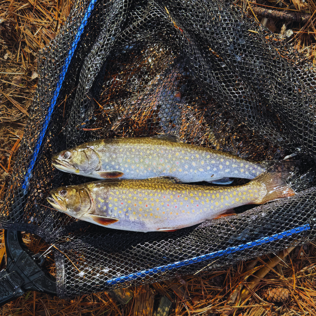 Collapsible Fishing Net – Compact & Portable
